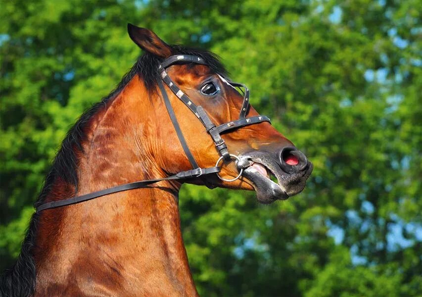 скажи кобыла