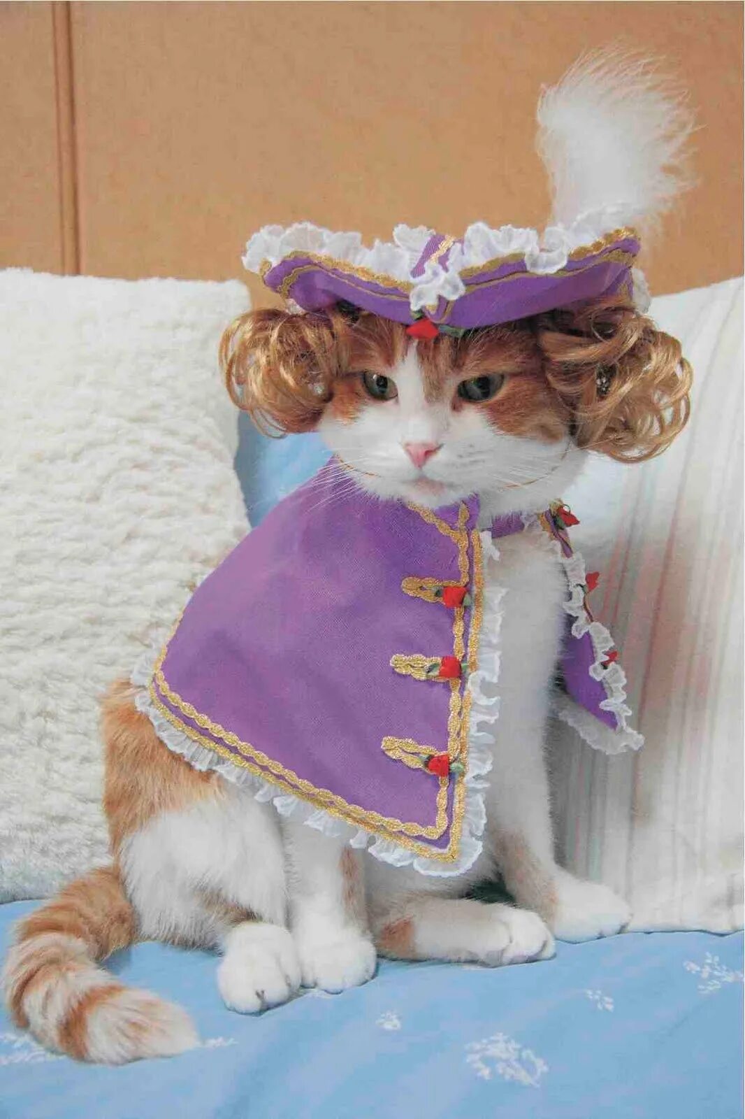 Кошечка с одеждой. Кот в костюме. Костюм кошки. Одежда для котов. Кошечка в платье.