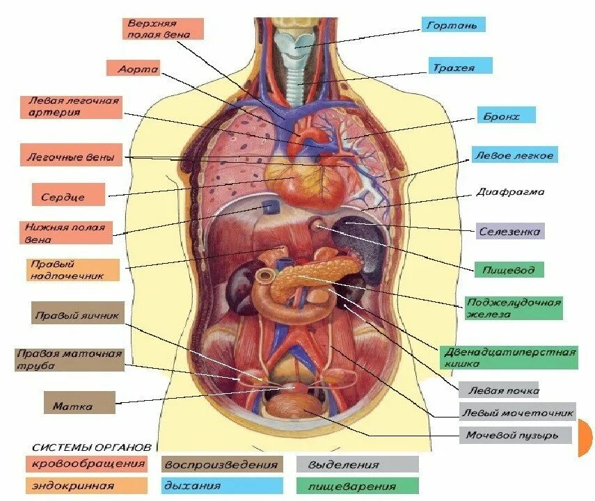Строение внутренних органов сбоку. Структура органов человека. Внутреннее строение органов внутренних. Сколько в организме органов