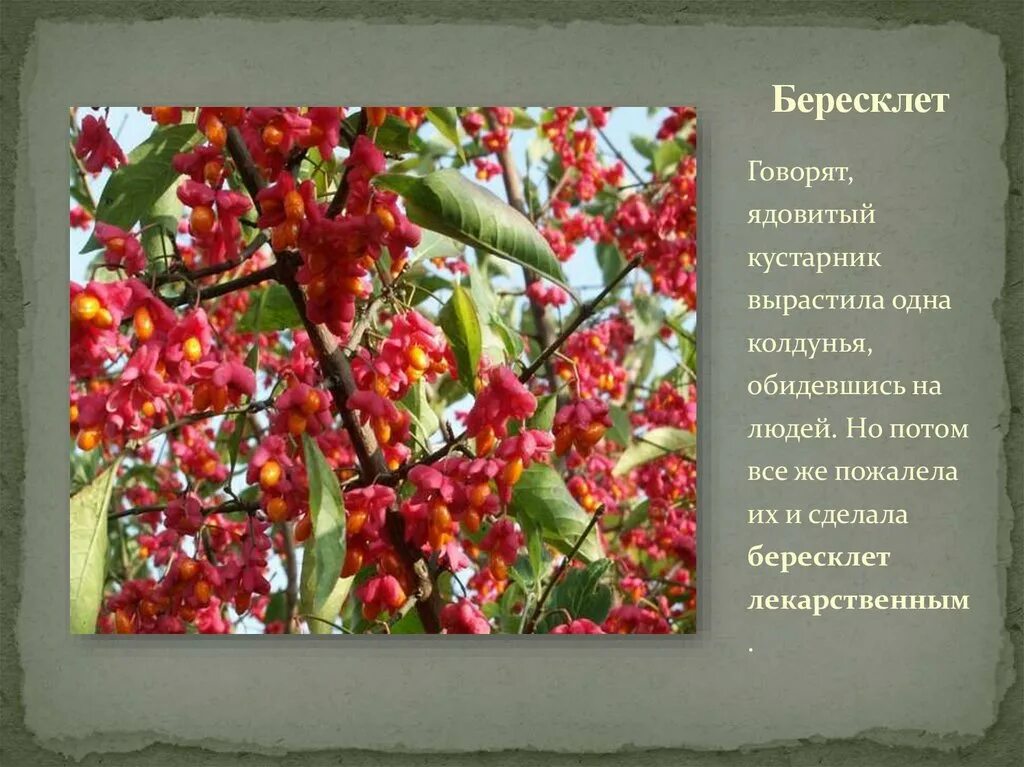 Бересклет ядовитый или нет. Бересклет ядовитый. Бересклет краткое описание. Бересклет европейский бородавчатый. Бересклет ядовитый или нет.