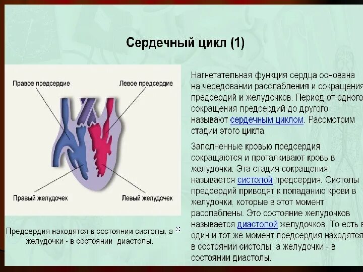 Строение фазы сердечного цикла. Сердечный цикл биология 8 класс. Сердечный цикл презентация 8 класс биология. Строение и работа сердца сердечный цикл 8 класс.