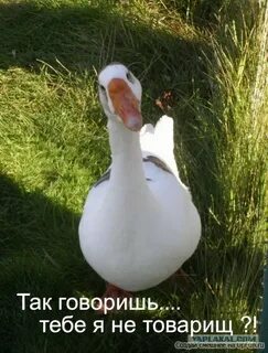 Она с гусями