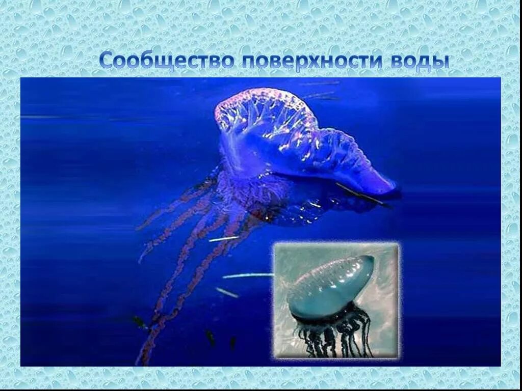 Обитатели поверхности воды. Сообщество поверхности воды обитатели. Представители поверхности воды. Поверхности вод сообщества морей и океанов.