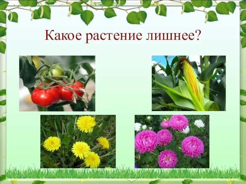 Кхое растение. Какое растение лишнее. Что лишнее цветы. Четвертый лишний растения.