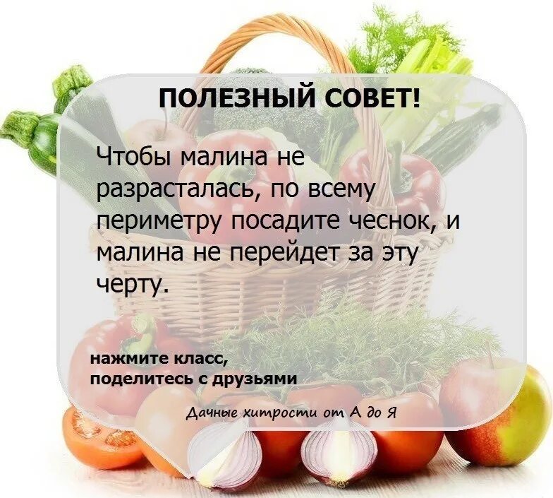 Огород дача советы. Полезные советы. полезные советы для огородников. сад и огород полезные советы. полезные советы дачникам.