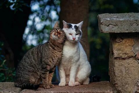 Row cats
