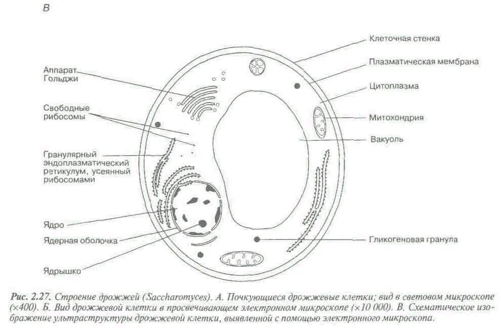 Клеточной мембране клетки грибов. Схема строения дрожжевой клетки. Строение клетки дрожжей. Строение дрожжевой клетки рисунок с подписями. Строение грибной клетки дрожжи.