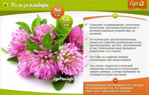 Чем полезен клевер луговой