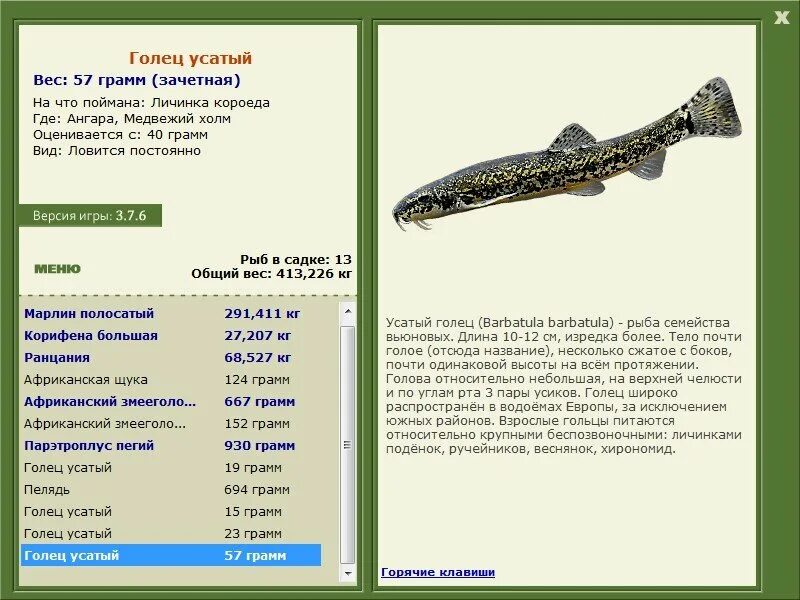 вьюн сибирский рыба. промысловая речная рыба семейства вьюновых. карась серебристый вид род семейство. промысловая речная рыба семейства вьюновых. голец семейство вьюновых.