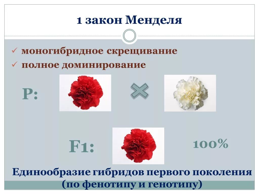 Суть полного доминирования. Моногибридное скрещивание при полном доминировании. 1 Закон Менделя закон единообразия гибридов 1 поколения. Закон единообразия 1 закон Менделя. Первый закон Менделя закон доминирования.