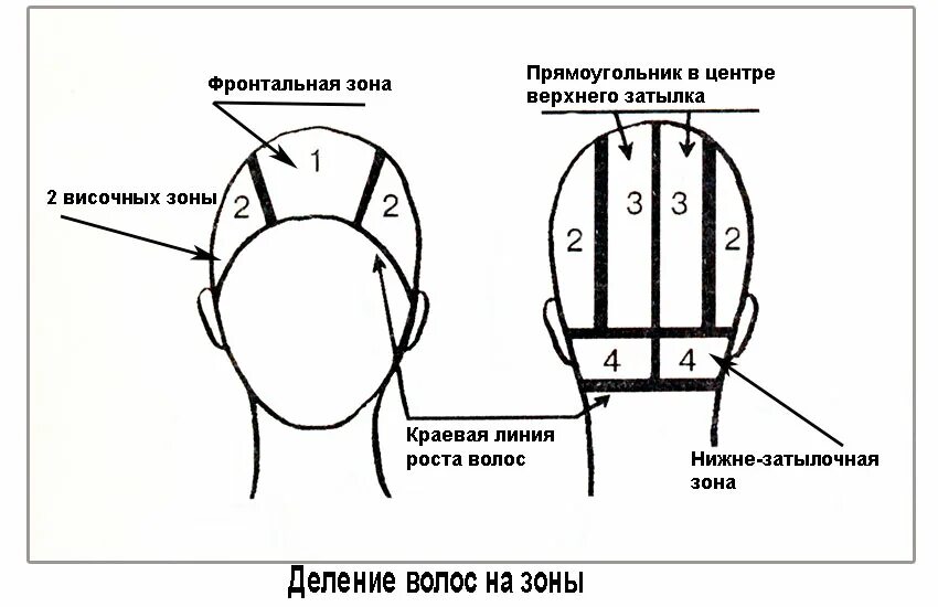 Части затылка. Зоны головы для парикмахеров схема для стрижки. Схема теменная зона головы. Проборы головы для парикмахеров схема. Деление на проборы головы для парикмахеров.