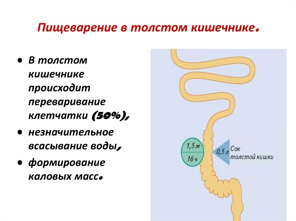 Пищевариение в тостом КИШ. Процессы происходящие в толстом кишечнике. Пищеварение в толстом кишечнике физиология. Этапов процесса пищеварения в организме человека