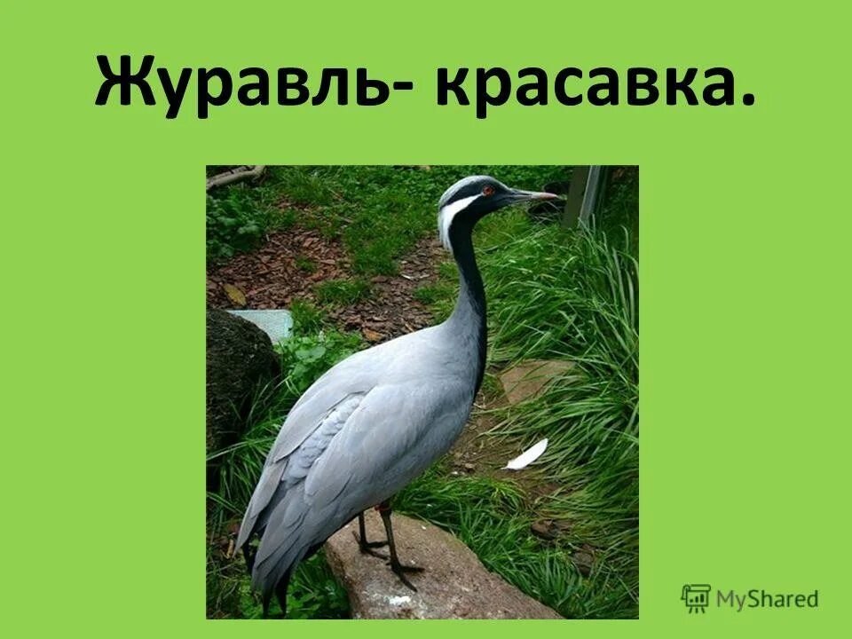 журавль-красавка среда обитания. журавль красавка в какой природной зоне. журавль красавка в какой природной зоне. журавль-красавка природная зона. журавль природная зона обитания.