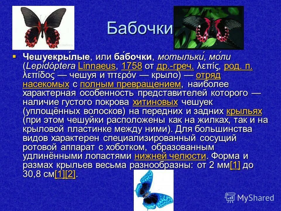 Чешуекрылые систематика. Представители отряда чешуекрылые бабочки. Отряд бабочки или чешуекрылые общая характеристика. Классификация чешуекрылых. Классификация чешуекрылых.