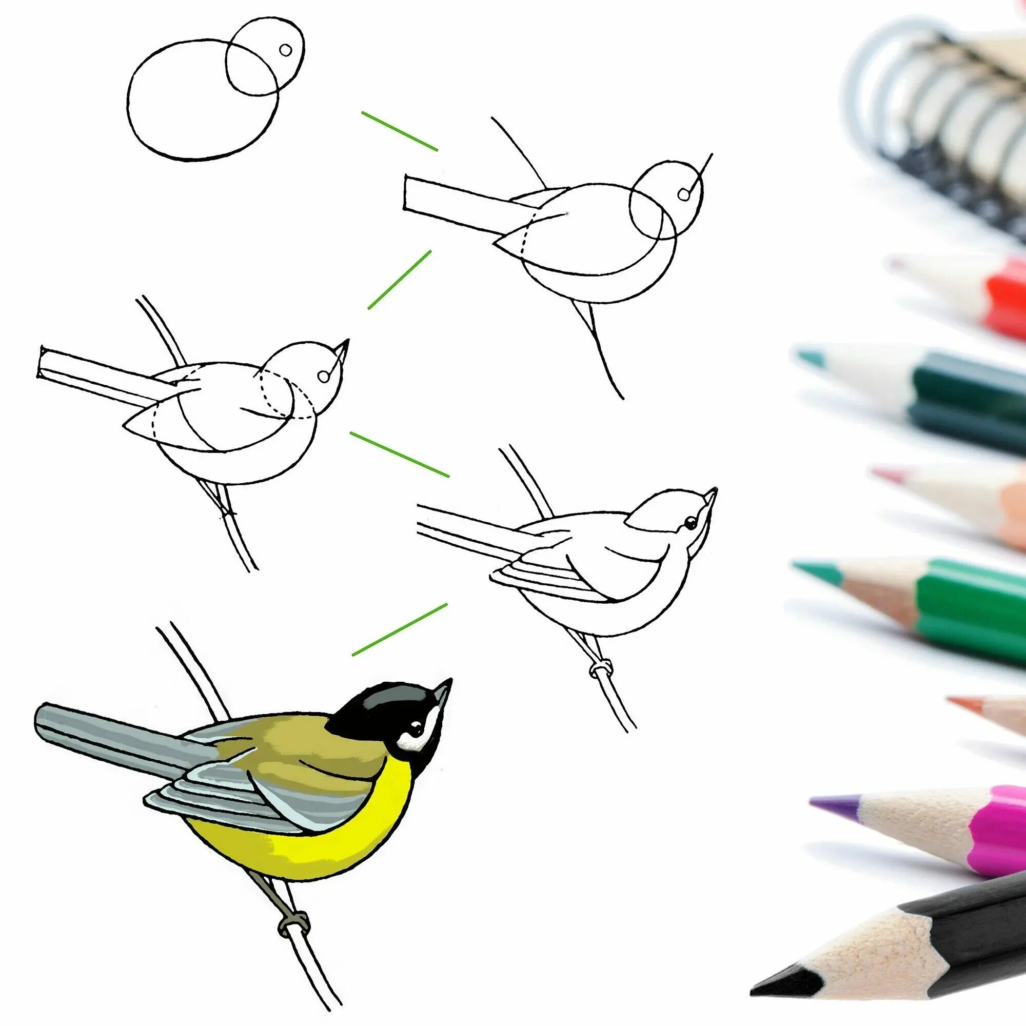Этапы рисования синички. Рисование птички. Поэтапное рисование птиц. Поэтапное рисование синицы. Рисуем птицу поэтапно презентация 2 класс