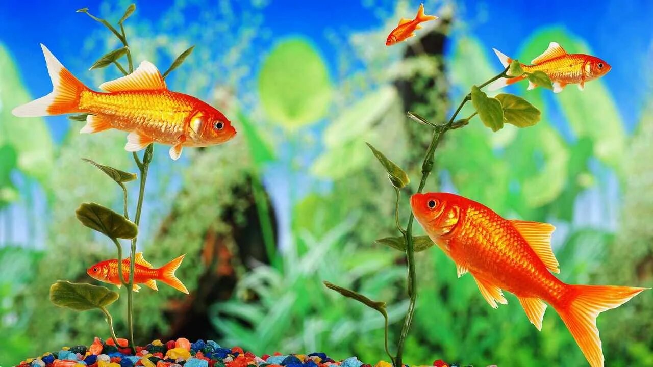 Pets fish. Рыбки для аквариума. Аквариумные рыбки в аквариуме. Аквариум картинка. Рыбки в аквариуме картинки.