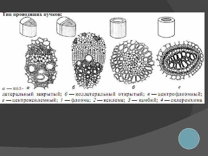 Проводящие пучки состоят из