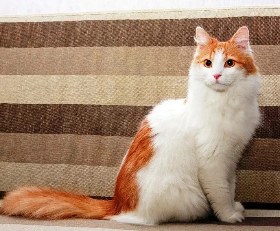 Порода кошек рыже белого окраса. Турецкий Ван короткошерстный. Турецкий Ван длинношёрстный. Турецкий Ван рыжий гладкошерстный. Турецкий Ван кошка короткошерстная.