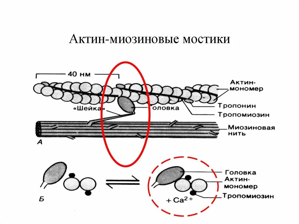 Актино. Актин и миозин физиология. Взаимодействие актина и миозина. Структура и строение актина. Взаимодействие актина и миозина схема.