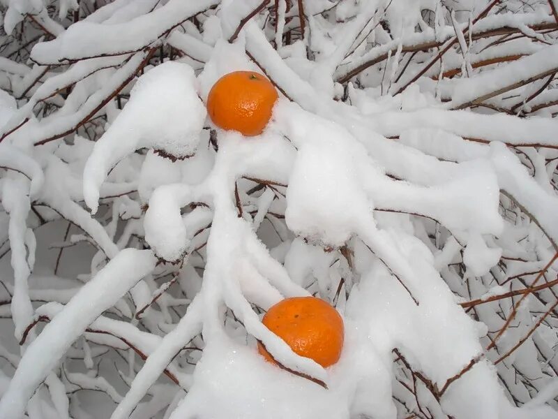 Мандарин мороз. Мандарины на снегу. Мандаринки в снегу. Мандарины зимой. Зимняя фотосессия с мандаринами.
