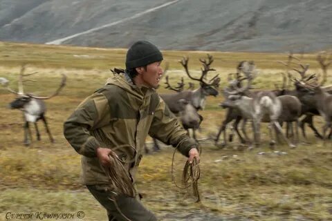 Поймайте оленя