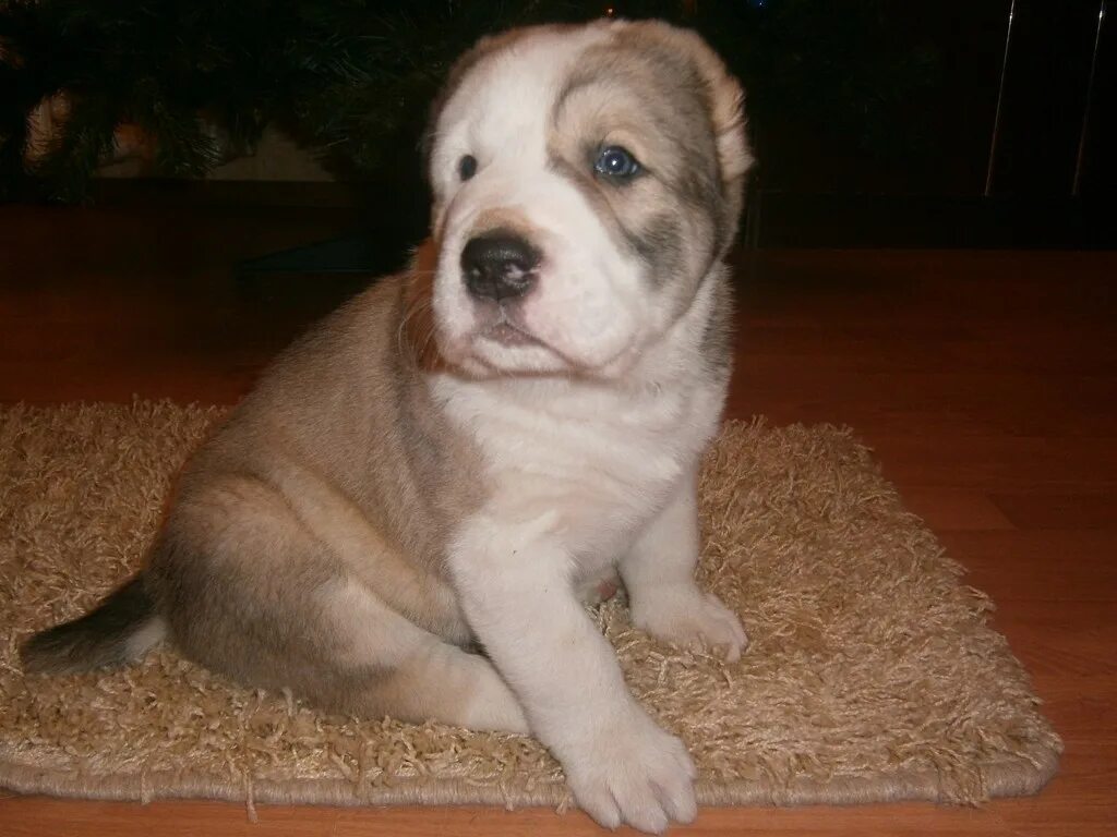 с днем рождения собаке 5 лет. западно сибирская лайка щенок 3 месяца. щенок алабая 1 месяц. щенок алабая 1. собака пять месяцев.