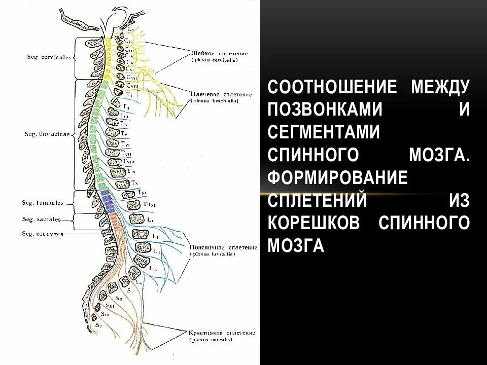 Шейно дорсальный. Анатомическое соотношение Корешков спинного мозга и позвонков.. Вентральные корешки спинного мозга. Позвоночник и спинной мозг. Расположение сегментов спинного мозга.