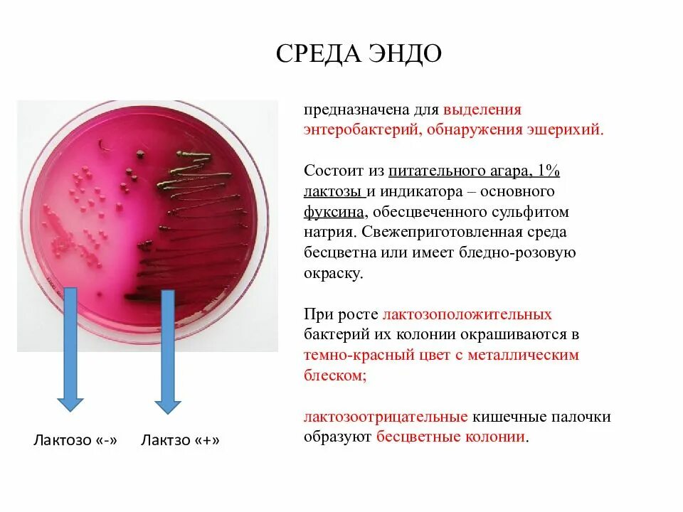 Рост энтеробактерий на среде Эндо. Среда Эндо состав среды. Среда Эндо микробиология состав. Рост колоний на среде Эндо. Среда для кишечной палочки