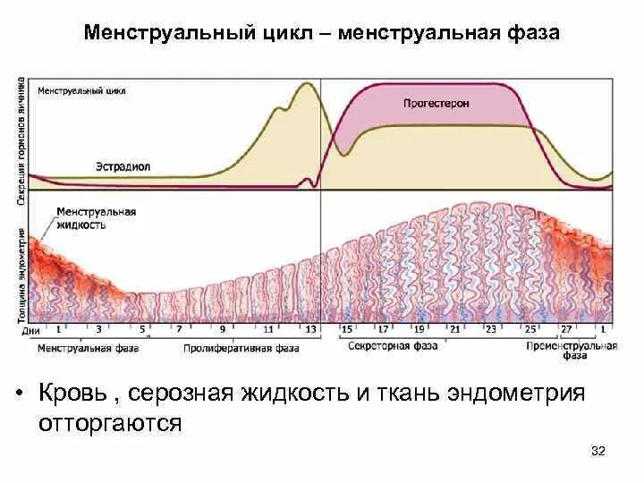 Эндометрий менструационного цикла. Фазы менструационного цикла. Эндометрий 1 фаза менструационного цикла. Эндометрий 1 фазы менструального цикла. Фазы менструального цикла и толщина эндометрия.