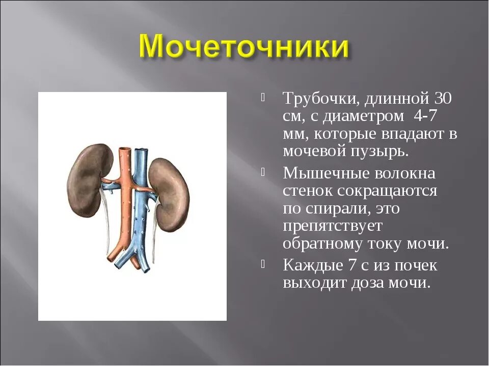 Мочеточник отходит от. Функции мочеточника функции. Строение мочеточника. Мочеточники строение и функции. Особенности строения мочеточника.