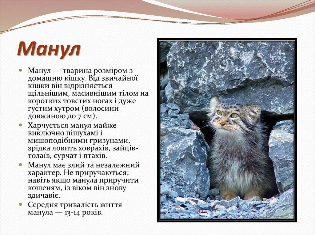Манул почему в красной книге. Манул рассказ для 2 класса. животное занесенное в красную книгу манул. манул красная книга описание. манул красная книга для детей.