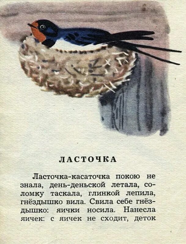 Произведение толстого птичка