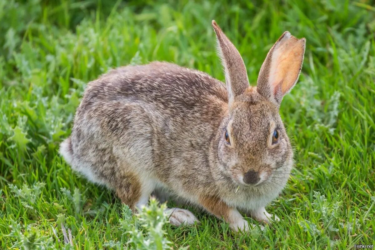Заяц рваное ухо. Длинноухий заяц. Уши зайца. Заяц в Удмуртии. Заяц картинка.