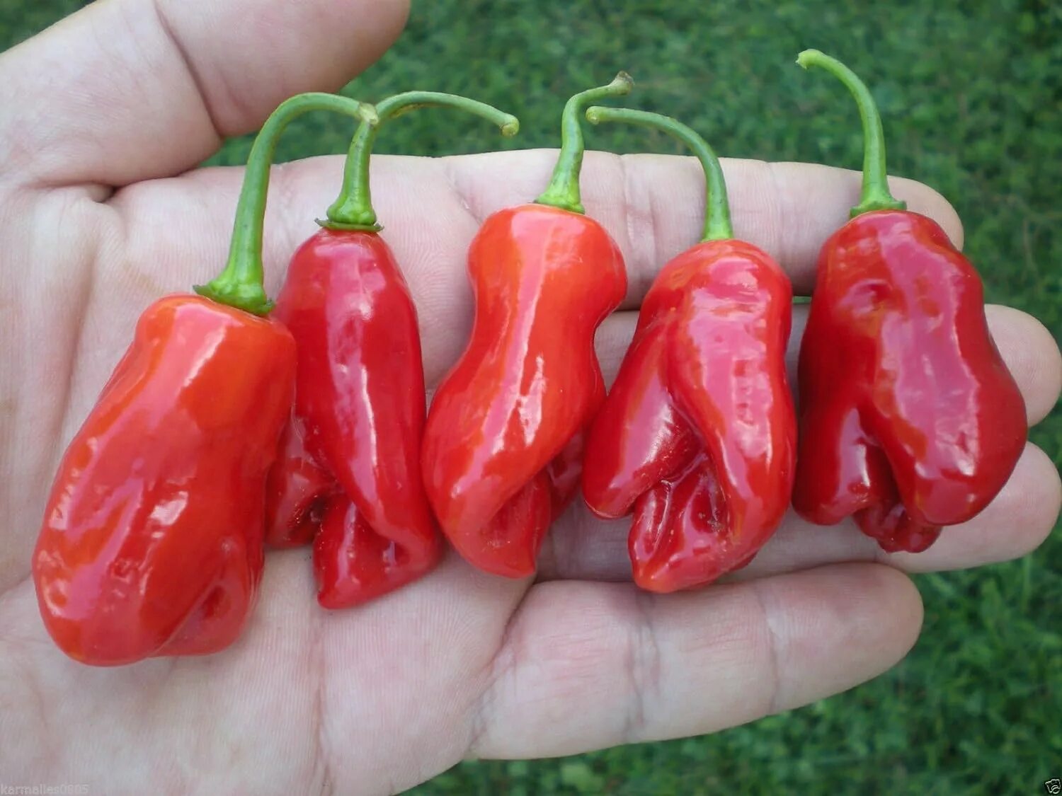 Перец Datil. Сорт перца Пеппер. Capsicum chinense ‘Dátil’ сорта перца. Перец сорт Чарльстон. Pepper видео