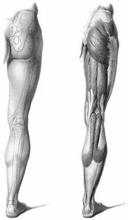 Legs anatomy