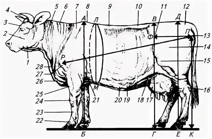 Стратегия дойной коровы. Стратегия дойной коровы