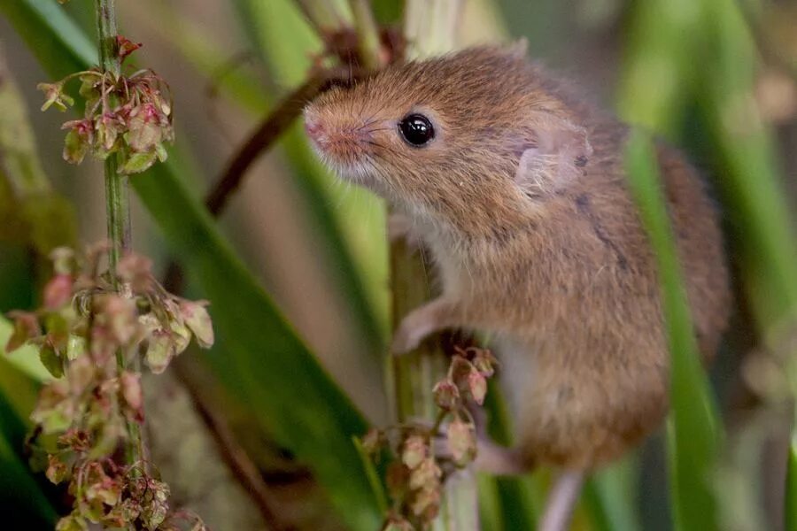 Сад мыши. Мышь Малютка полевка. Мышь-Малютка – Micromys minutus. Гнездо мыши малютки. Луговая мышь полевка.