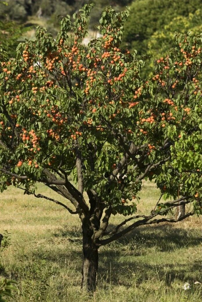 10 ide dan inspirasi apricot tree terbaik
