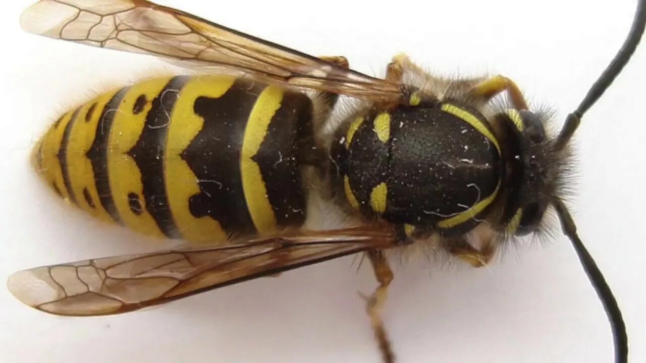 Сколько живет ос. Треп пчелы. Зачем нужны осы.