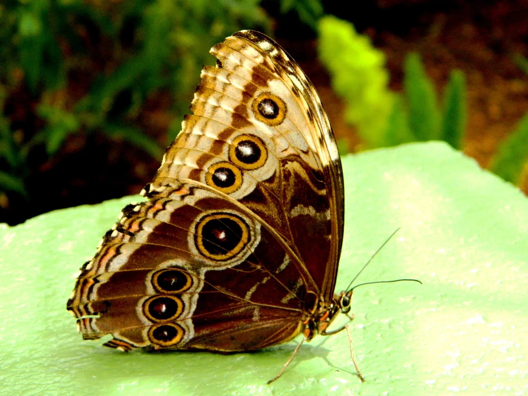 Butterfly Doors 94Poloboy слушать онлайн на Яндекс Музыке