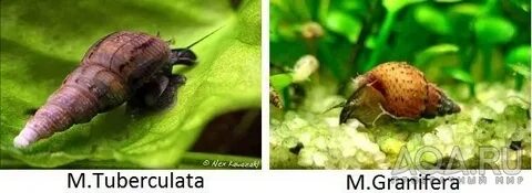 Польза меланий