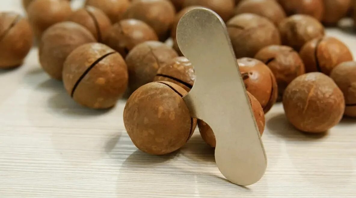 Макадамия орех свойства для мужчин. Орех с ключиком макадамия. Мадагаскарский орех. Микадо орехи. Австралийский орех Микадо.