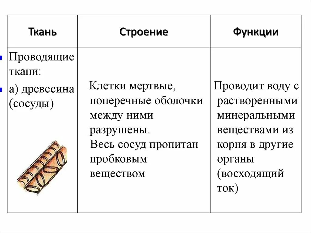 Какую функцию выполняют сосуды у растений 2.2. Проводящая ткань растений строение. Проводящие ткани растений строение и функции. Проводящие ткани особенности строения. Функции проводящей ткани растений.