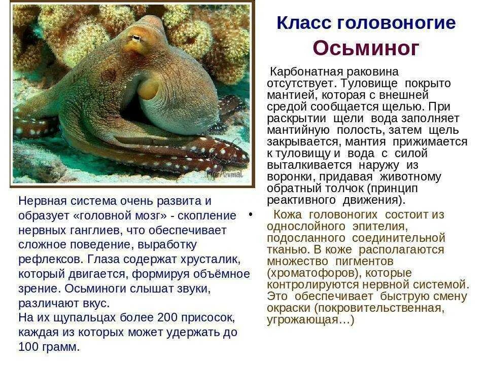 Рассказ про головоногих моллюсков. Доклад про головоногих моллюсков 7. Интересные факты о исменоге. Сообщение о осьминоге.