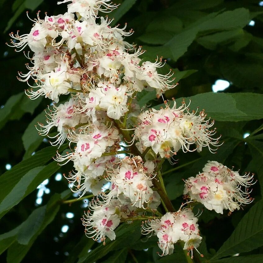 Каштан конский (aesculus). Цветы каштана конского лечебные свойства. Цветы каштана конского лечебные свойства. Каштан конский мелкоцветковый. Цветущий каштан.