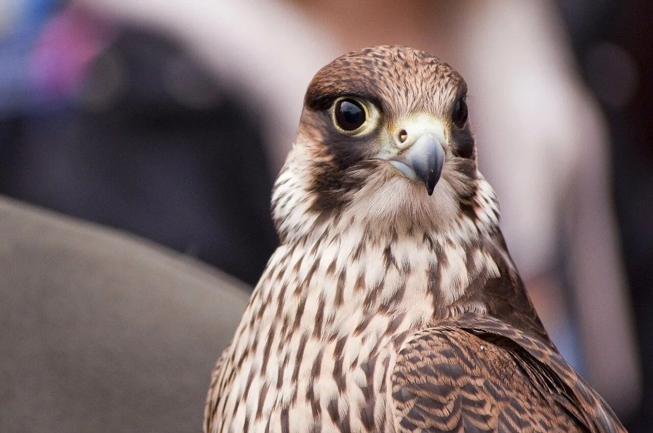 сокол пустельга. обыкновенная пустельга. соколиные. канюк, пустельга, лунь. сапсан хищная птица.