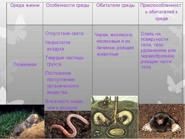 Биология таблица среды жизни планеты земля. Среды жизни на планете. Характеристика почвенной среды. Среды обитания живых организмов.