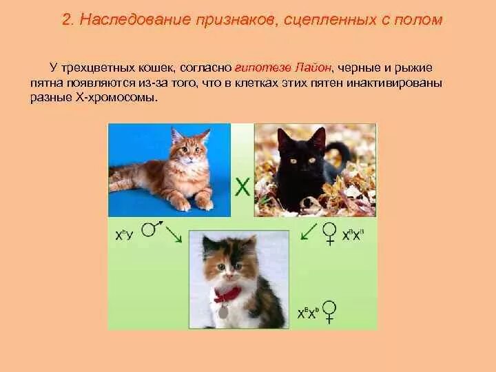 Наследование признаков сцепленных с полом у кошек. Наследование признаков сцепленных с полом . Генетика. Наследование пола у животных. Наследование окраски у кошек.