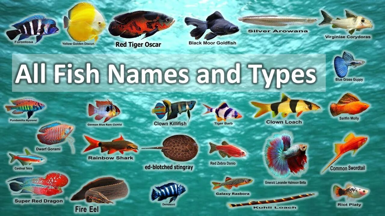 Fish name. Types of Fish. Виды рыб на английском. Fish Types names. Types of Fish in English.