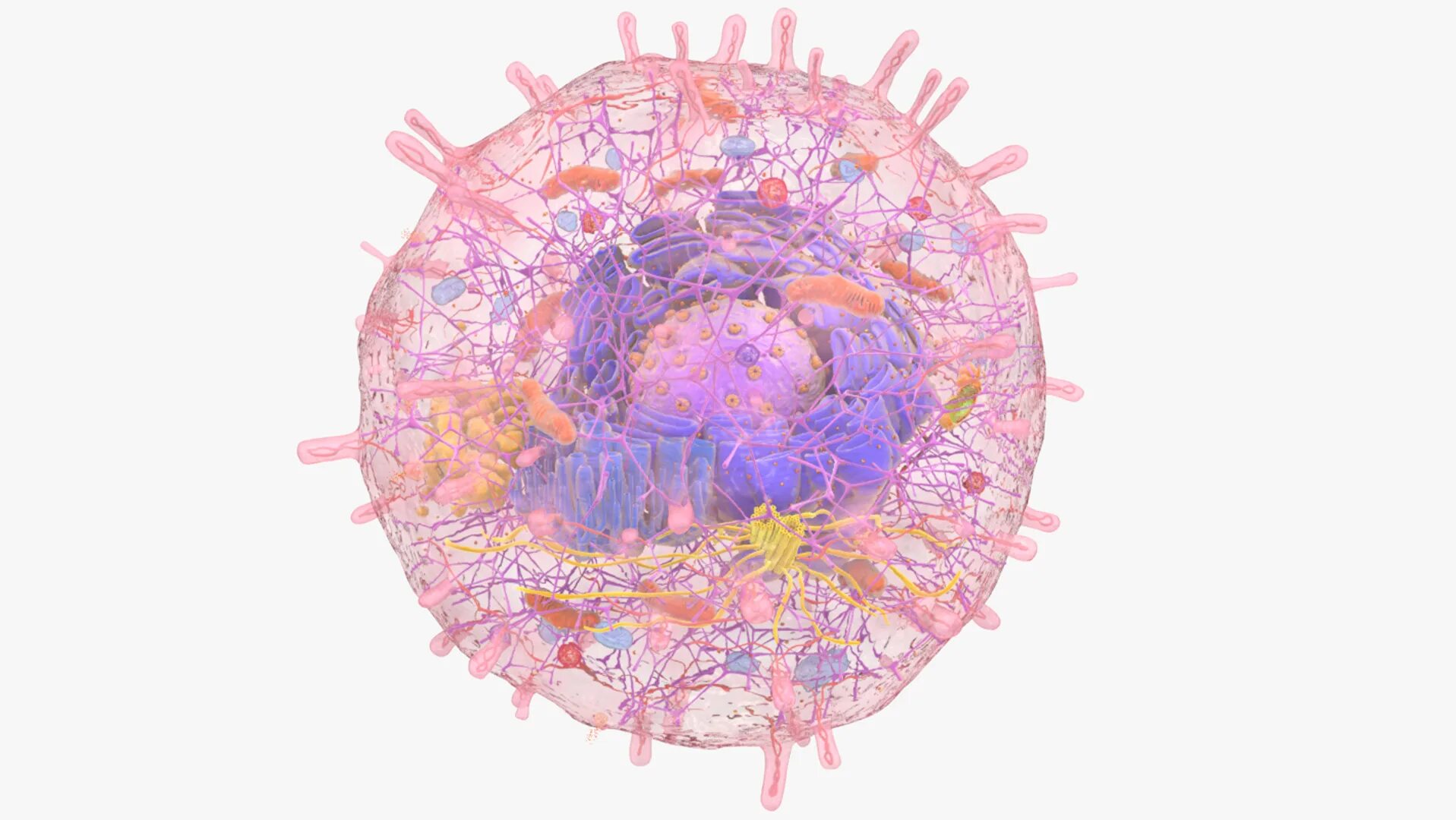 Cells modeling